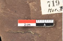 Foto (Detailansicht) von Myrica lignitum Unger (NHMW-GEO-2024-0188-0719)